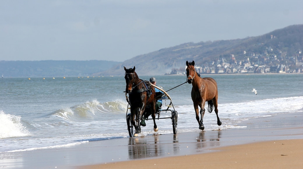 Cabourg featuring landscape views, horseriding and a coastal town
