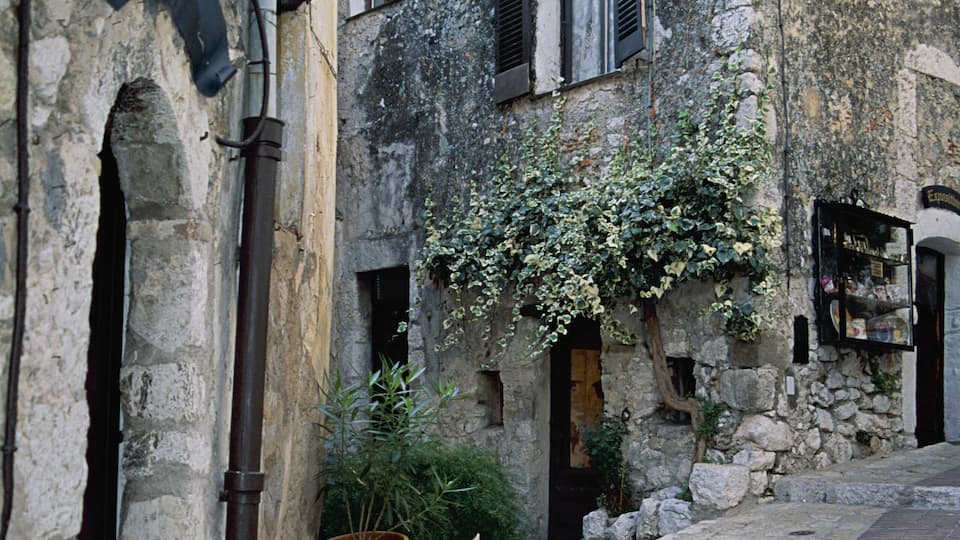 A narrow cobblestone street with stone buildings, a large potted plant, and a cat sitting on the steps.