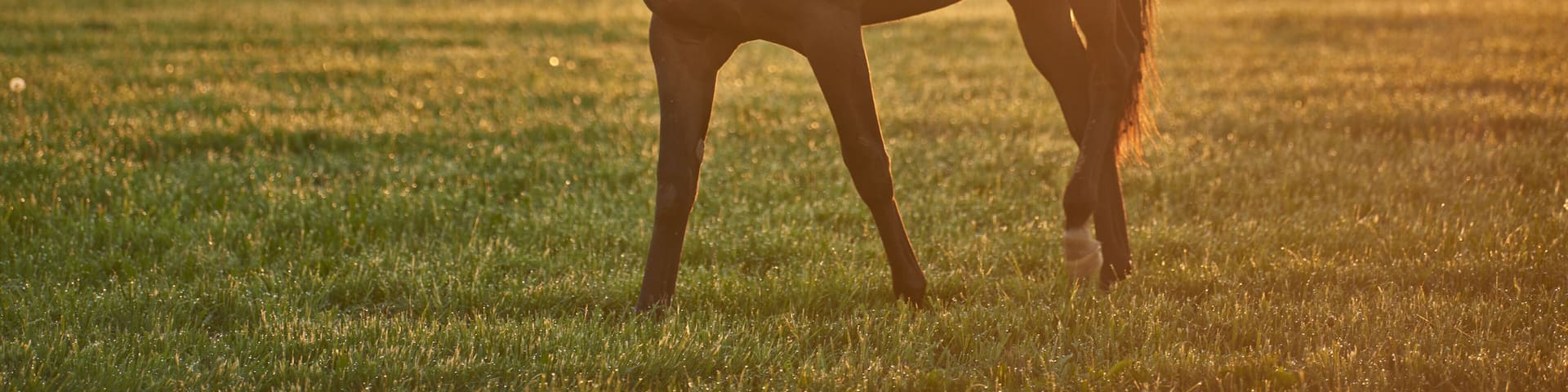 A horse in a grassy field with trees in the background.