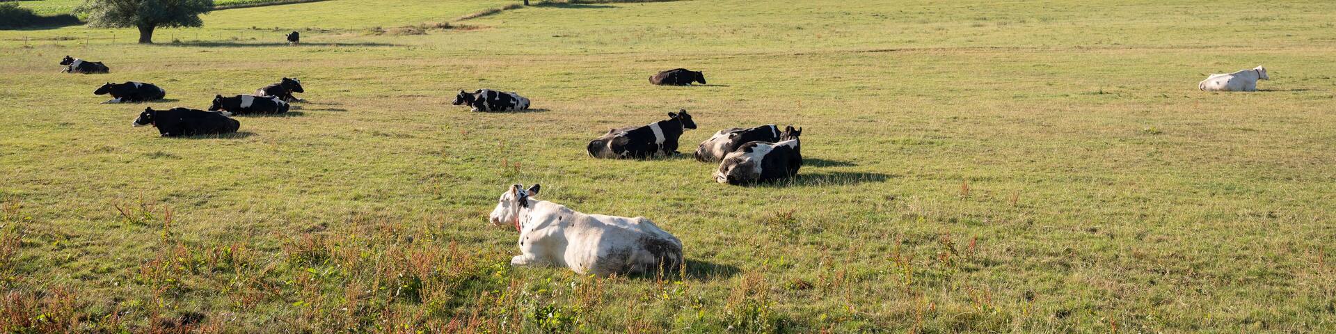cows in the north of france near saint-quentin and valenciennes