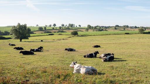 cows in the north of france near saint-quentin and valenciennes