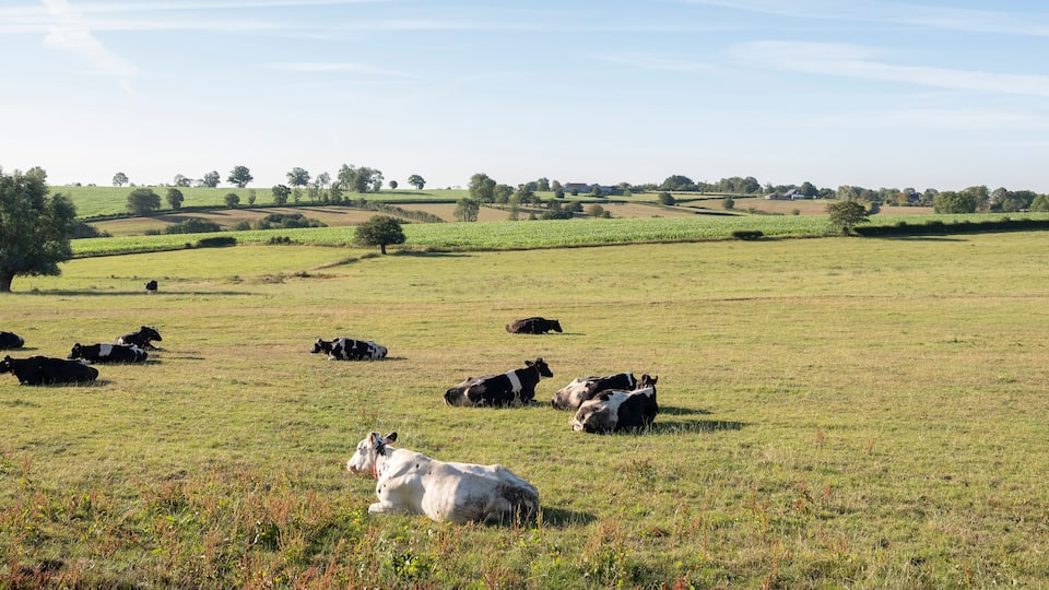 A rural landscape with cows grazing in a field, surrounded by rolling hills and scattered trees.