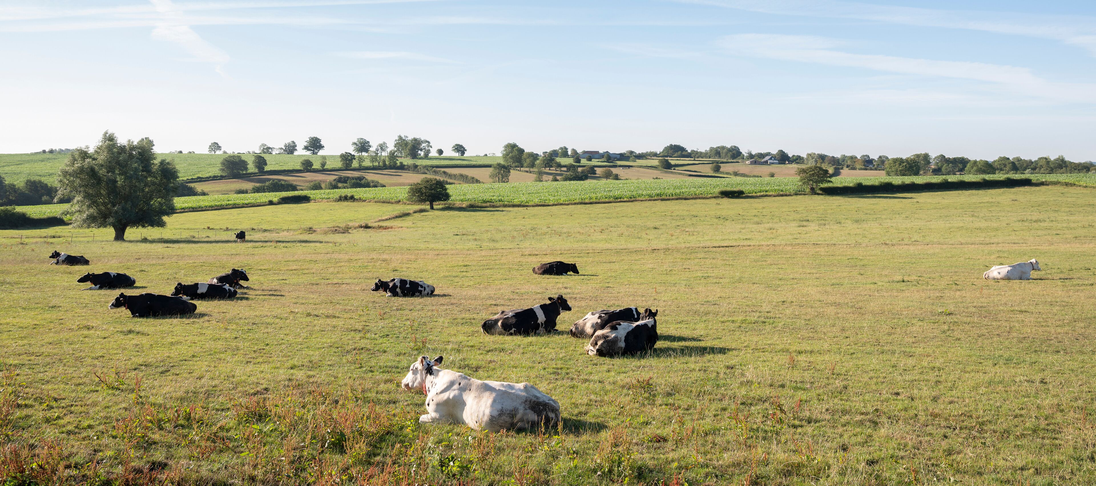 A rural landscape with cows grazing in a field, surrounded by rolling hills and scattered trees.