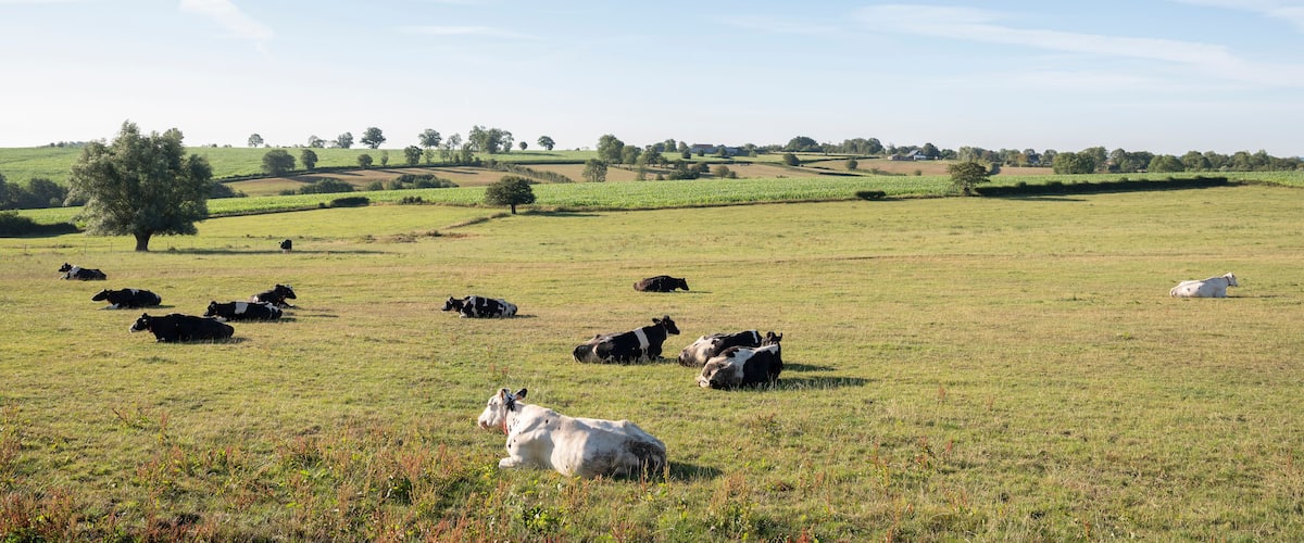 A rural landscape with cows grazing in a field, surrounded by rolling hills and scattered trees.