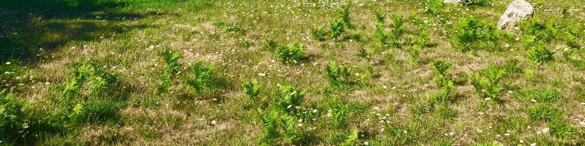 Thousands of prehistoric standing stones that predate Stonehenge and the Pyramids.
