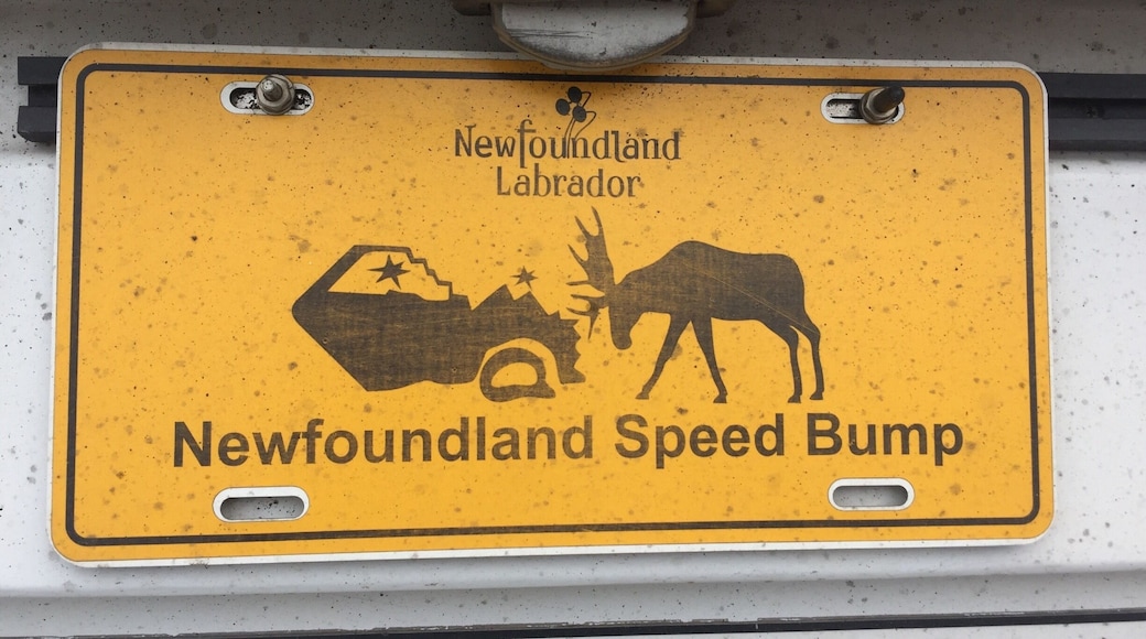 Saw this on the back of a tour bus. Every local we have talked to up here has advised us to be careful while driving especially at dawn and dusk!