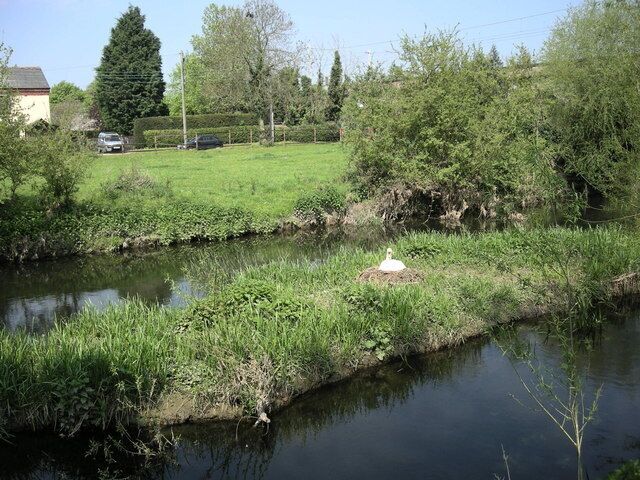 Brandon-River Avon Swan nesting on a small island in the river.