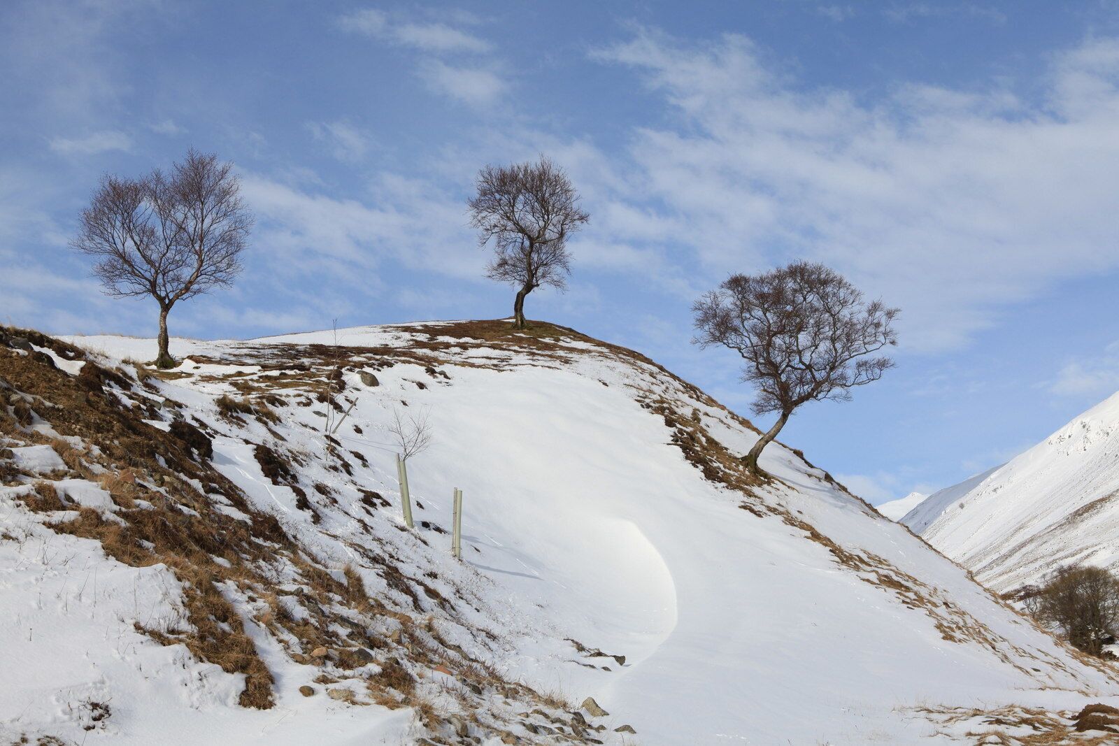 Tree Planting in Gleann Taitneach There are quite a few birch trees in Gleann Taitneach but someone with an eye to the future is helping them along with some further tree planting.