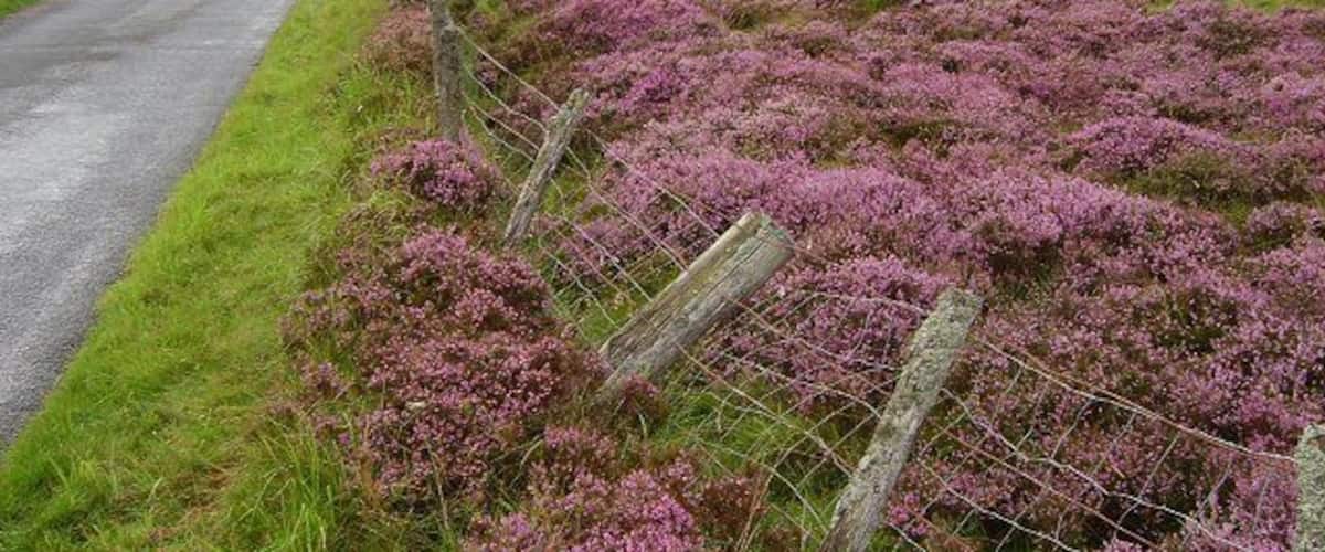 Smyrna. Strange to find a Greek name up here amongst all the Scots. Small farm on the edge of the moors in the Forest of Alyth.