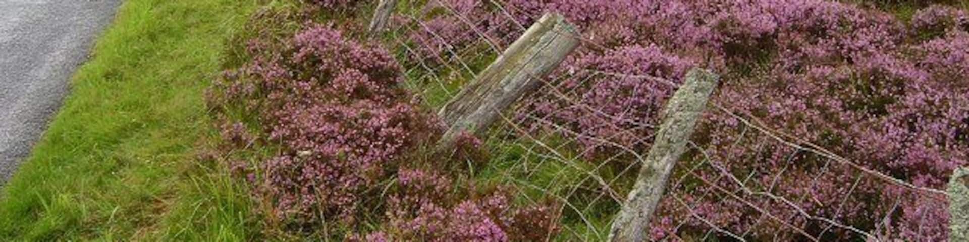 Smyrna. Strange to find a Greek name up here amongst all the Scots. Small farm on the edge of the moors in the Forest of Alyth.
