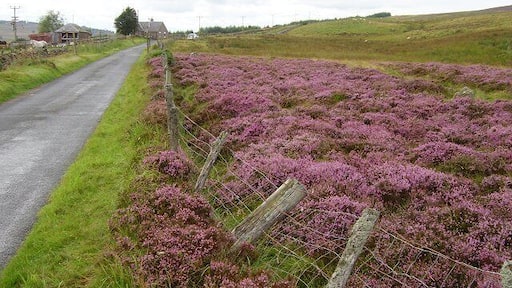 Smyrna. Strange to find a Greek name up here amongst all the Scots. Small farm on the edge of the moors in the Forest of Alyth.