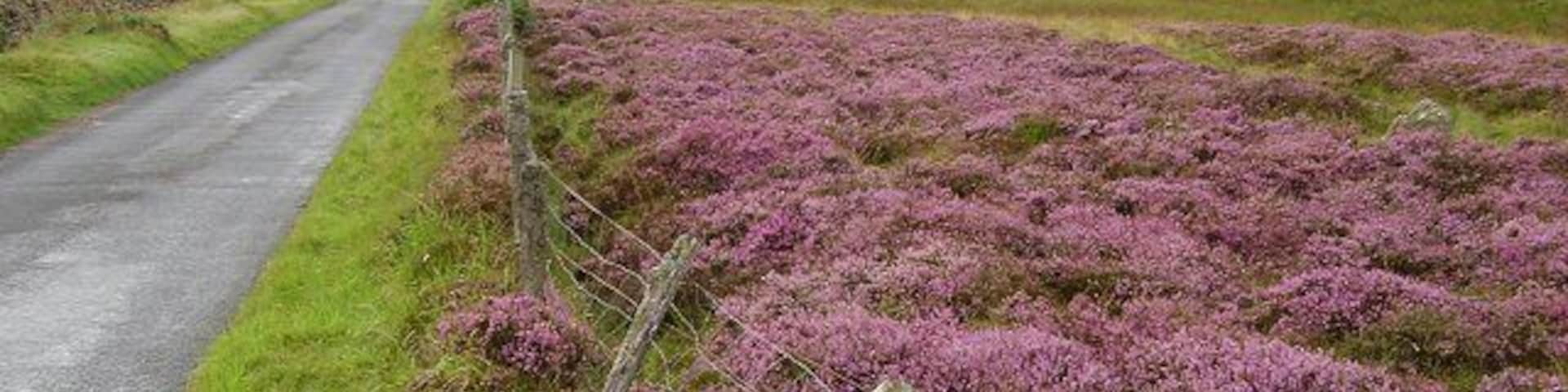 Smyrna. Strange to find a Greek name up here amongst all the Scots. Small farm on the edge of the moors in the Forest of Alyth.