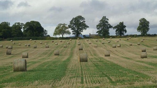 Fields south of Coupar Angus Looking across to the cottages at Caddan.