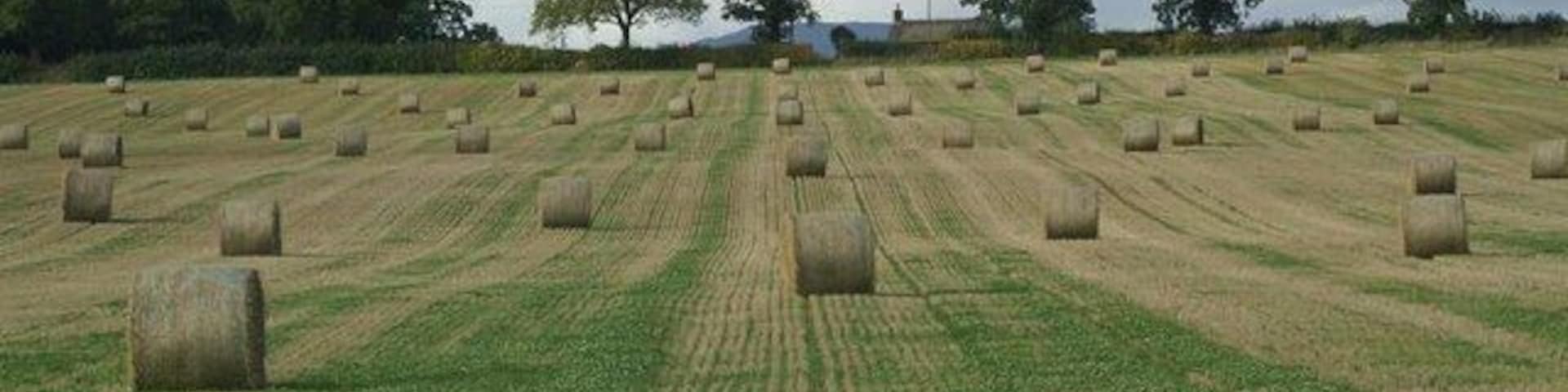 Fields south of Coupar Angus Looking across to the cottages at Caddan.