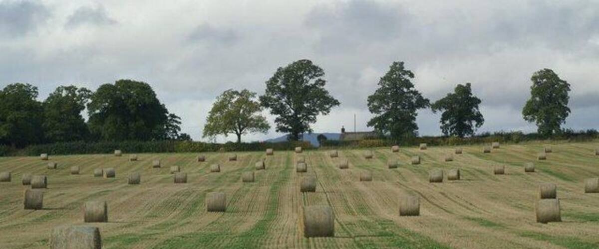 A field with evenly spaced hay bales and trees in the background.