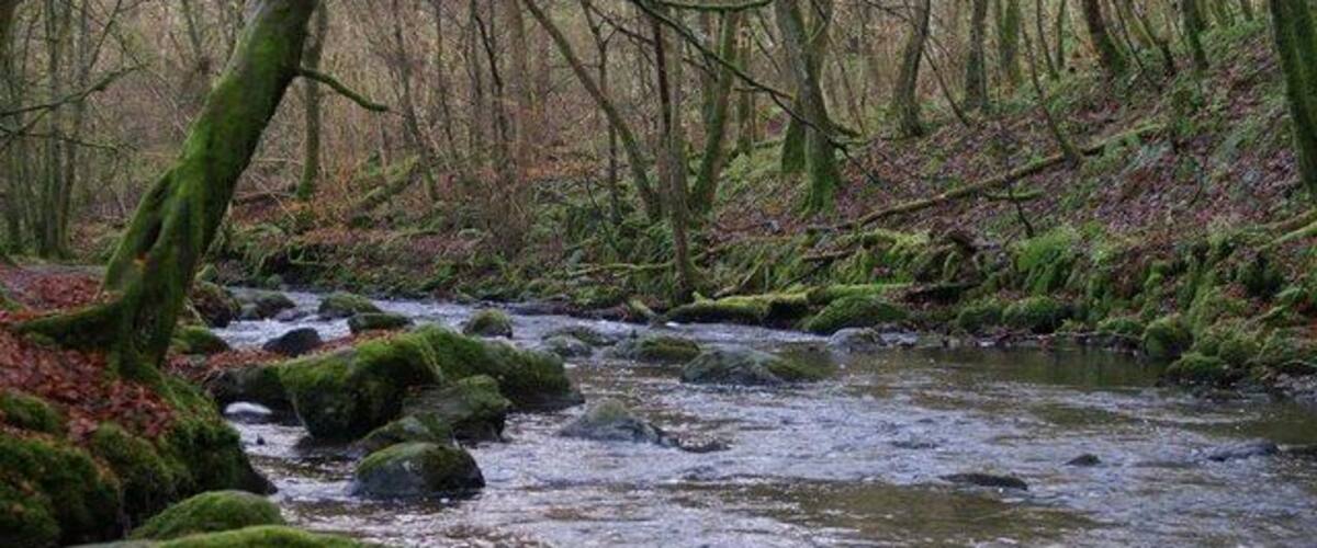 Un ruisseau de forêt, avec des rochers couverts de mousse et des arbres sans feuilles.