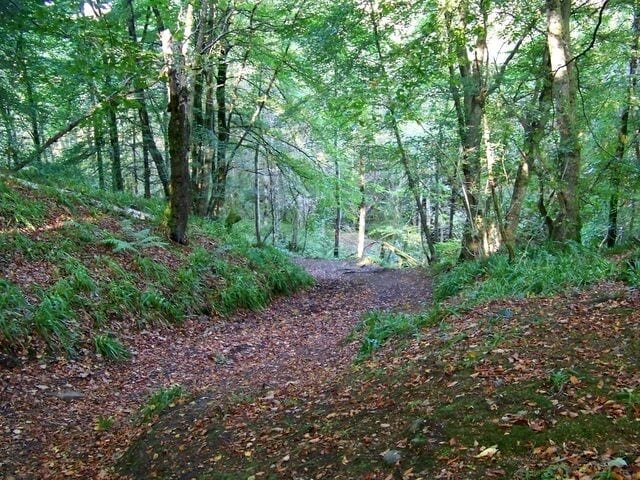A forest trail with dense trees and a leaf-covered path.