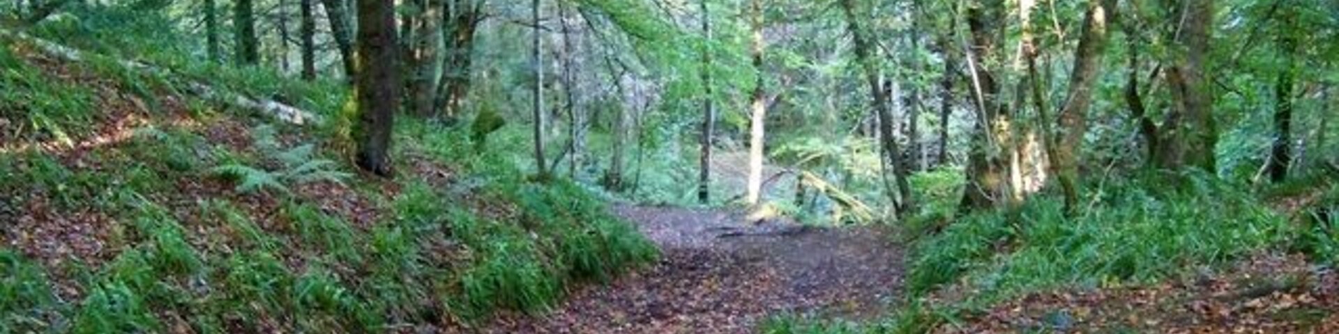 A forest trail with dense trees and a leaf-covered path.