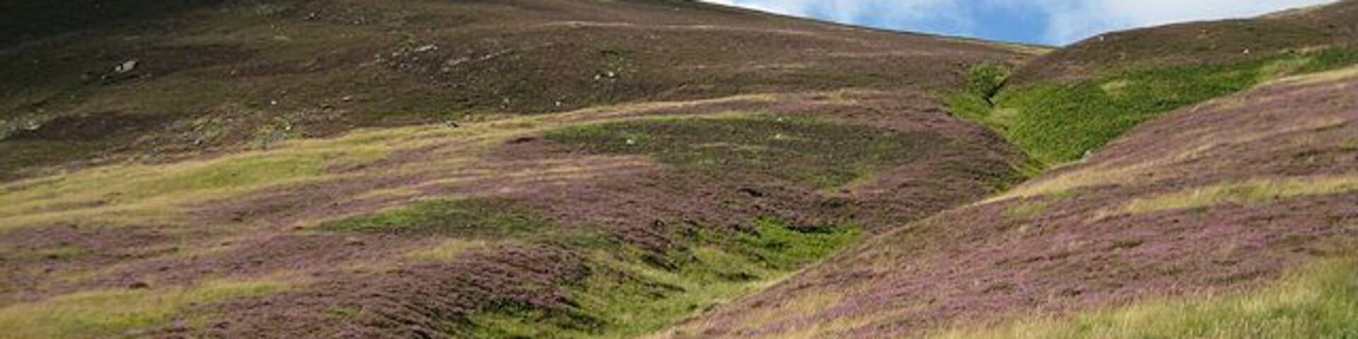 Heathery slopes of Ben Gulabin Looking straight up the hillside from the track which climbs Ben Gulabin more gradually around Carn Dubh.