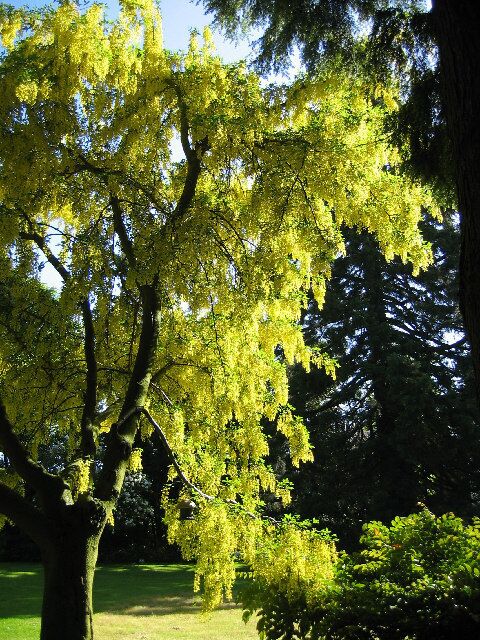 Un árbol con hojas amarillas en un parque.
