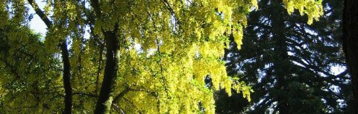 Un árbol con hojas amarillas en un parque.