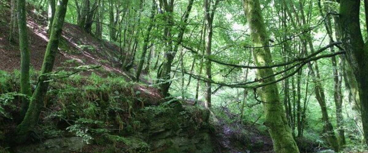 Alyth Burn, Den o' Alyth Flowing through verdant green summer beeches.