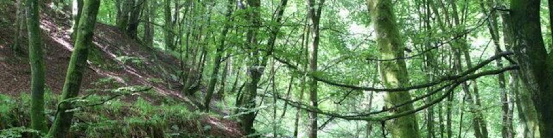 Alyth Burn, Den o' Alyth Flowing through verdant green summer beeches.
