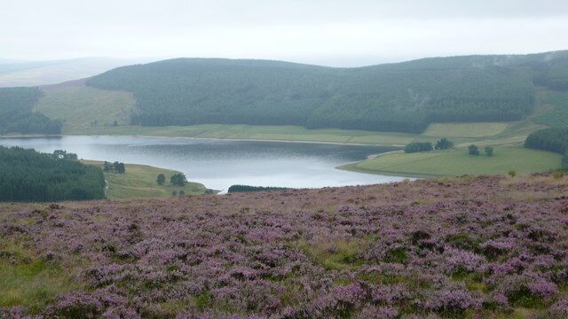 A lake surrounded by rolling hills and purple heather fields.
