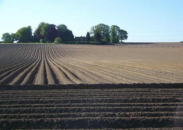 Potato fields near Coupar Angus Looking along the rows towards the farm buildings of Hills of Bendochy.