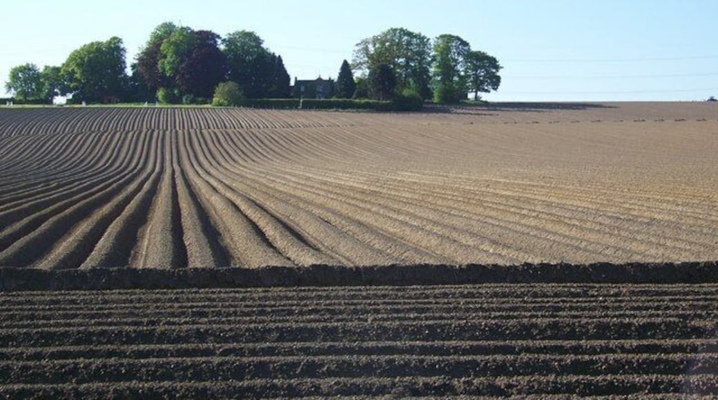 Potato fields near Coupar Angus Looking along the rows towards the farm buildings of Hills of Bendochy.