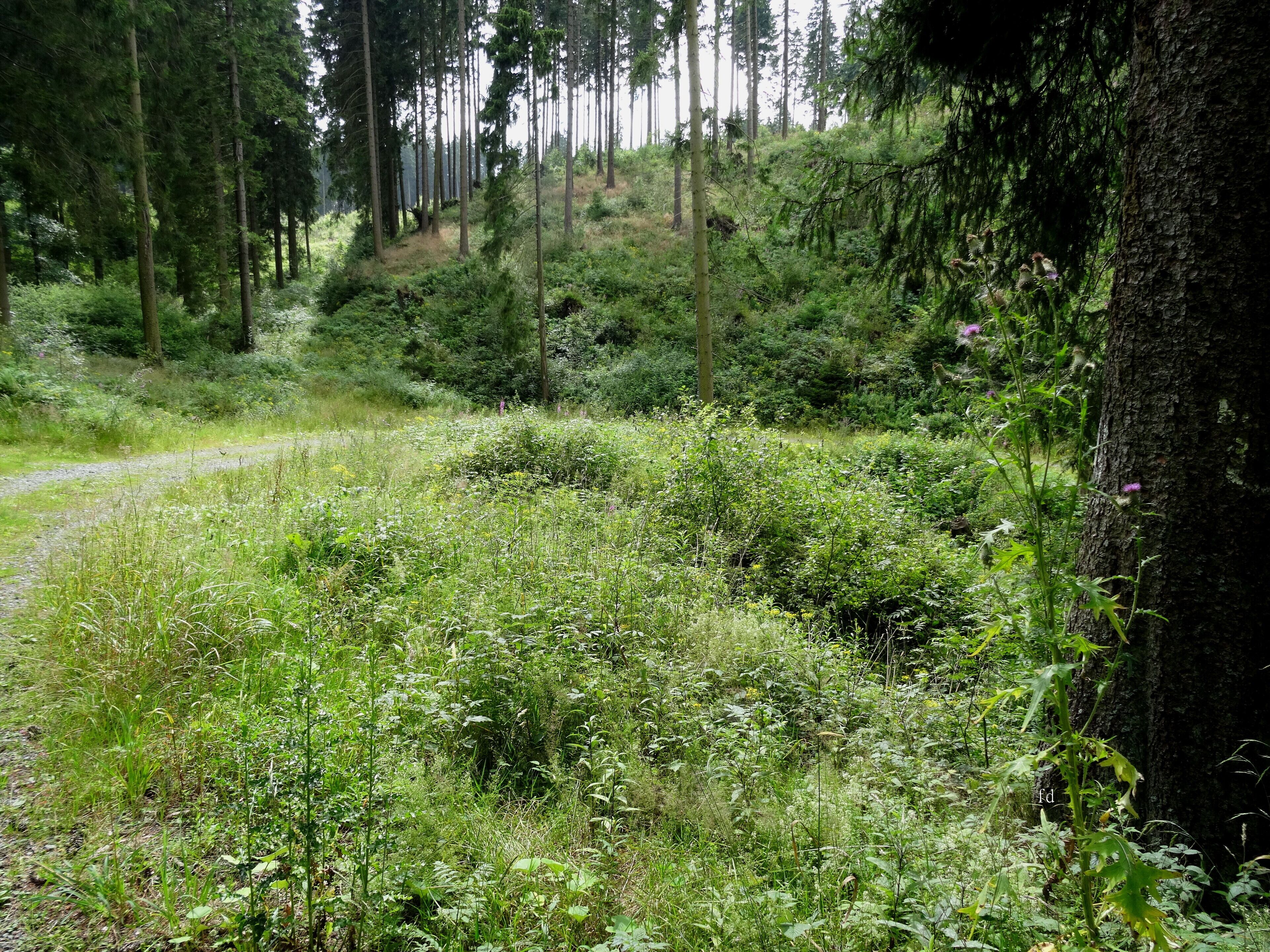 Nierbach-Quellgebiet, Quelle ca. 4 km südlich von Blüggelscheidt