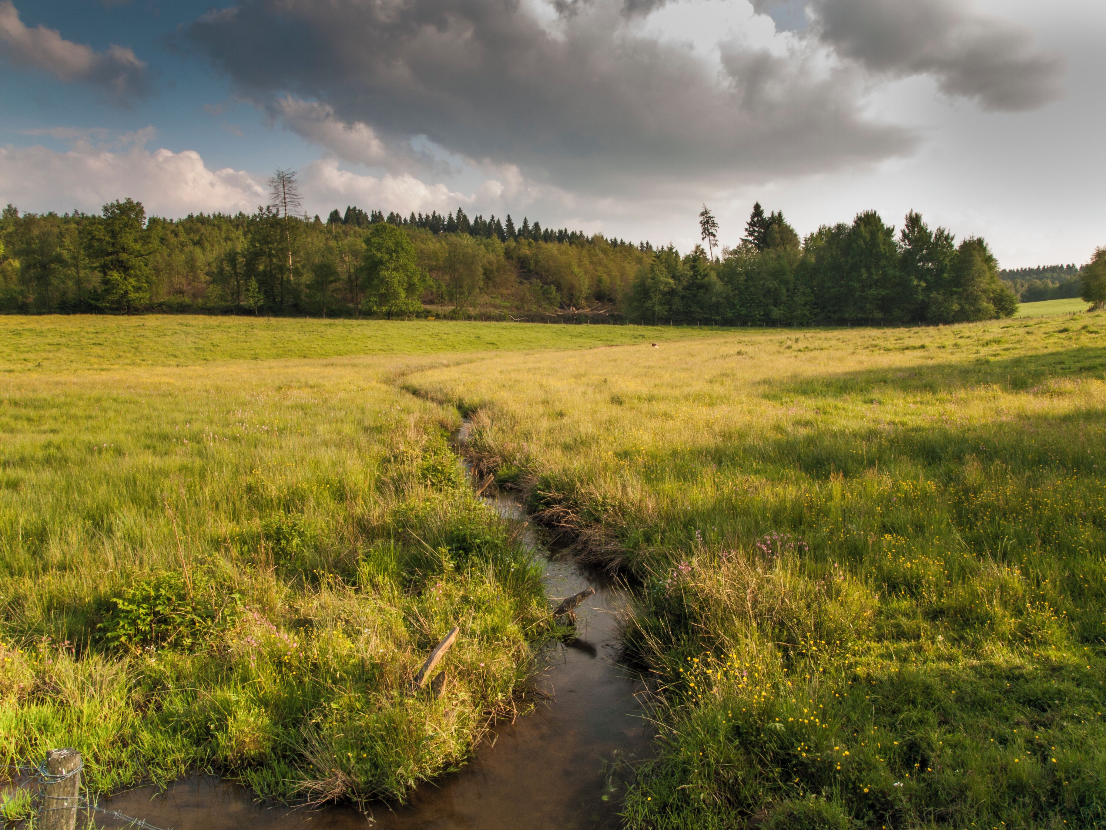 Die Bigge im Naturschutzgebiet „Biggequellgebiet“ in Nordrhein-Westfalen