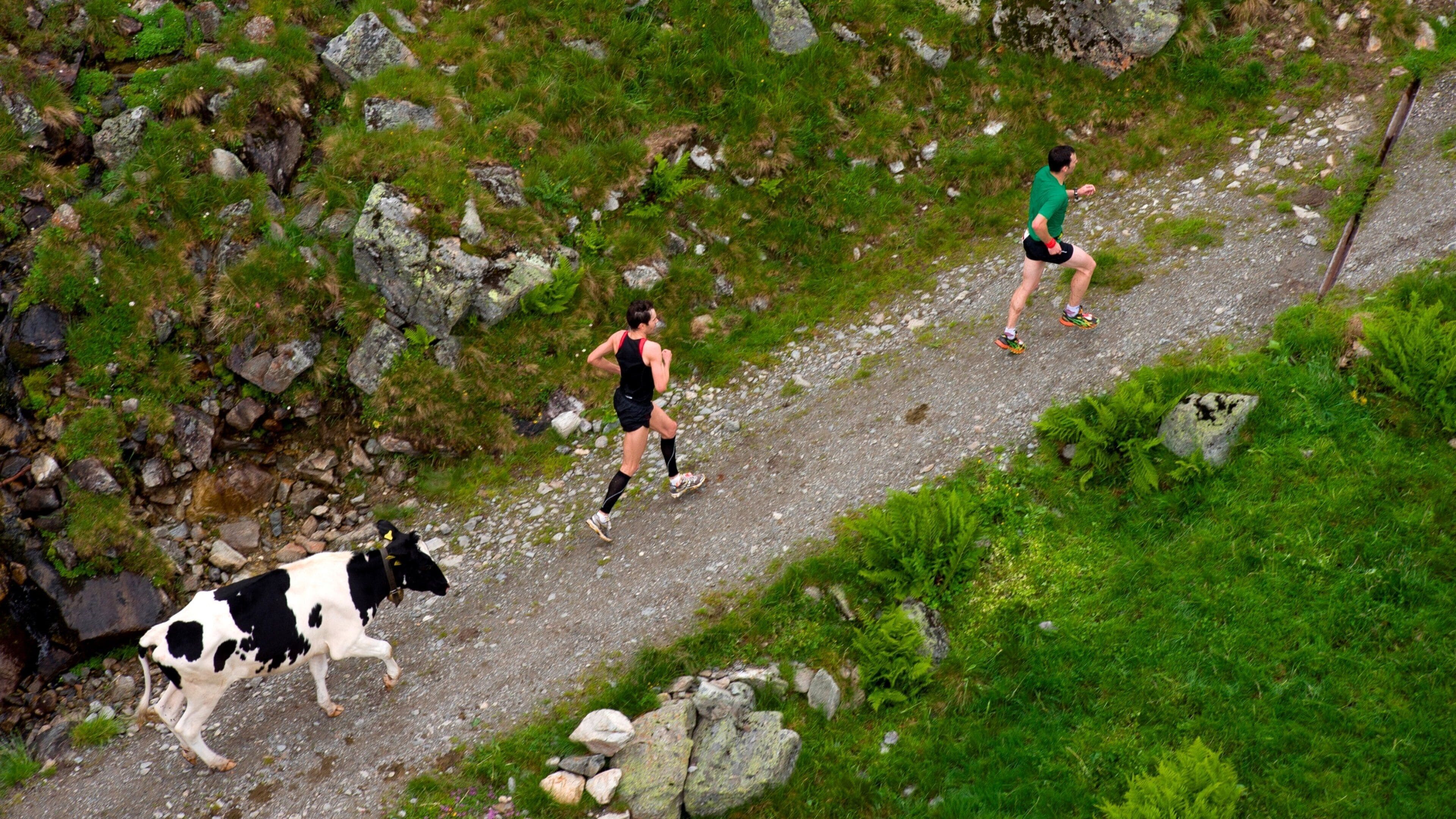 Sankt Anton am Arlberg ofreciendo animales terrestres y senderismo o caminata y también un pequeño grupo de personas