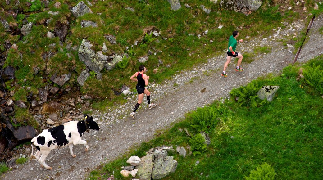 Sankt Anton am Arlberg showing hiking or walking and land animals as well as a small group of people