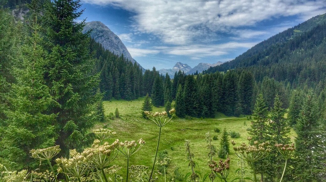 A beautiful green valley near Lech in Austria