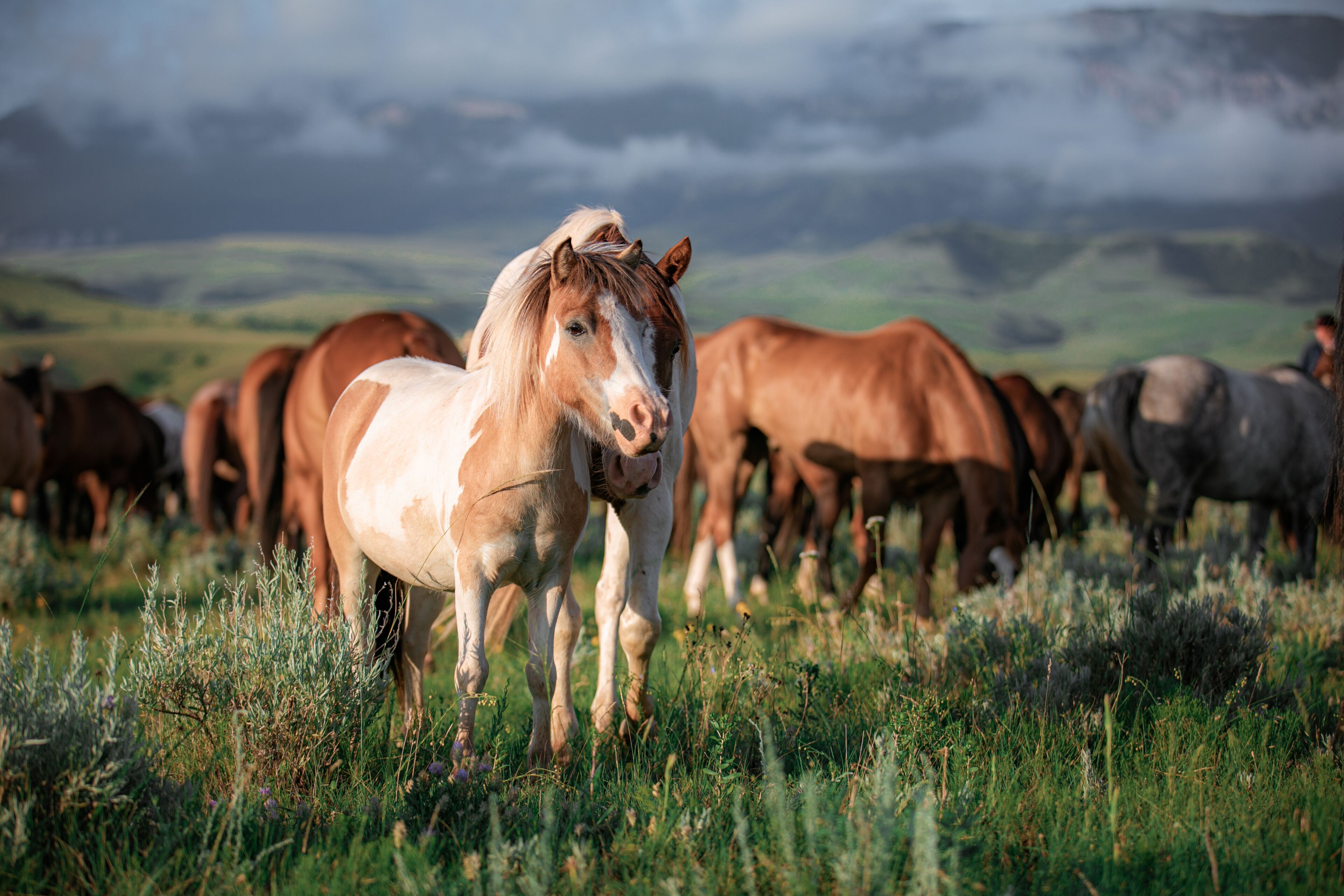 Paint pony with ranch horse herd in Montana grazing in front of the Pryor Mountains near billings in the summer.