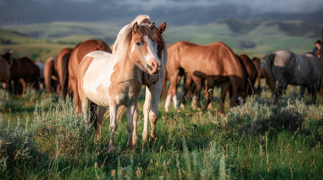 Paint pony with ranch horse herd in Montana grazing in front of the Pryor Mountains near billings in the summer.
