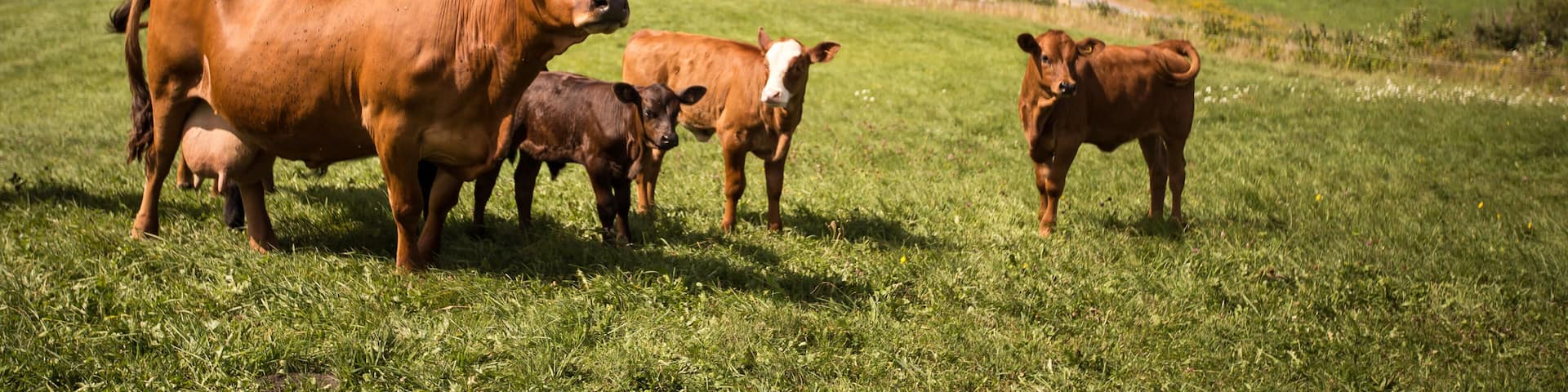 Limousin cattle