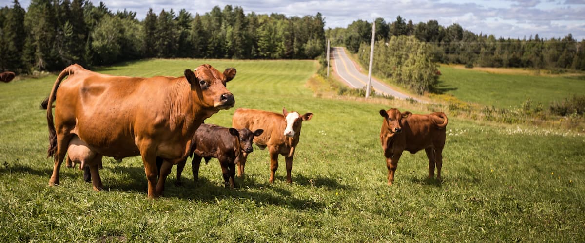 A group of cows in a grassy field with a road and trees in the background.