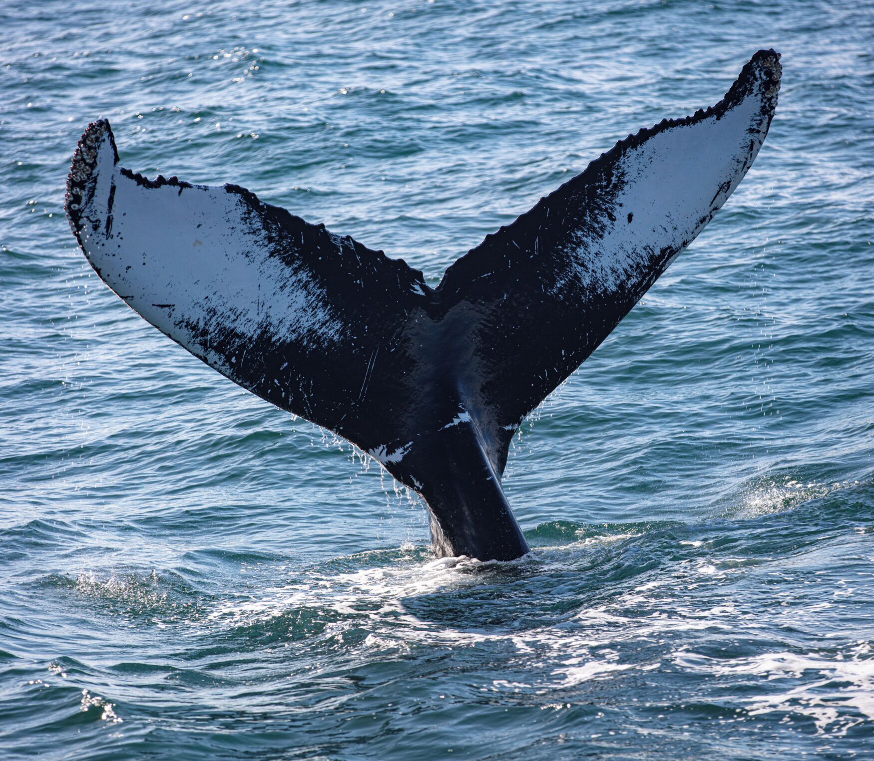 Around about the 7th whale I was thinking I would not see more than a hump, but then this mother just popped up right next to us and then waved goodbye as she started a deep dive. 
