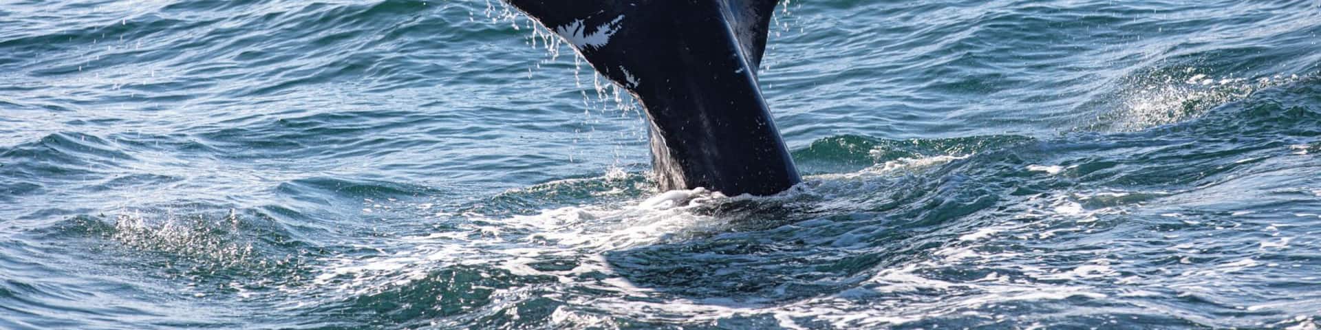 A whale's tail fin above the water.