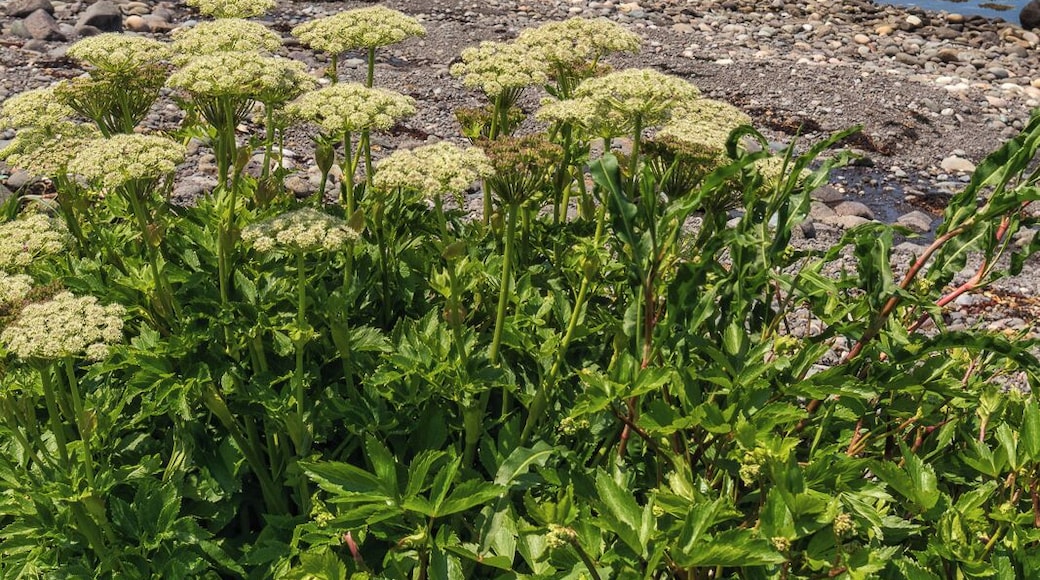 Western Light, Brier Island, Nova Scotia.