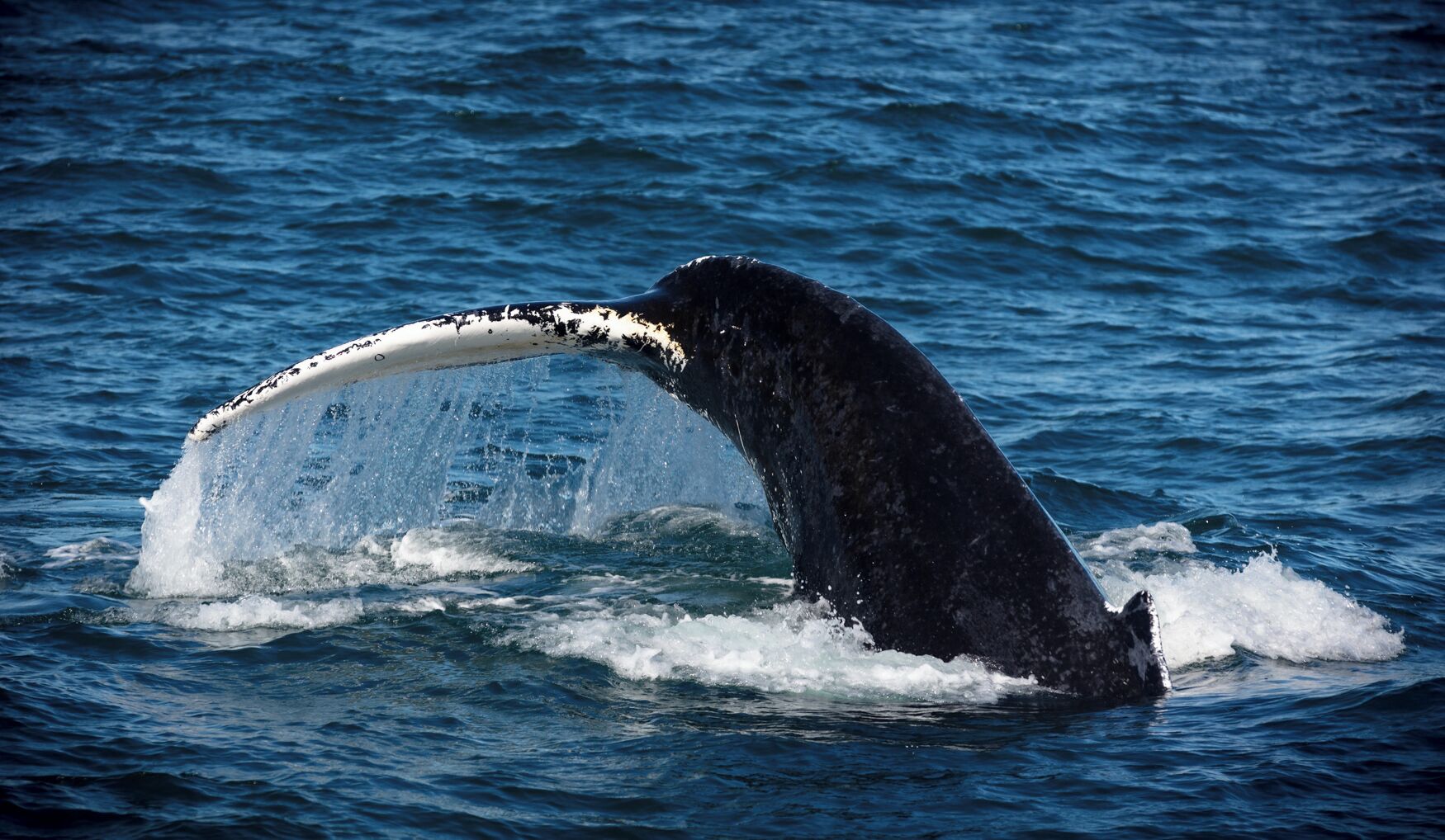 The next day we went whale watching. I have been whale watching 4 times in my life. All 4 times The best we saw was a hump a mile or two away. Here, even though we were weeks after the season had ended and the whale should have been heading south, we saw about 14 whales. Some of them came within feet of the boat. One even turned over and watched us watching her. It was a great experience and one I would highly recommend. 