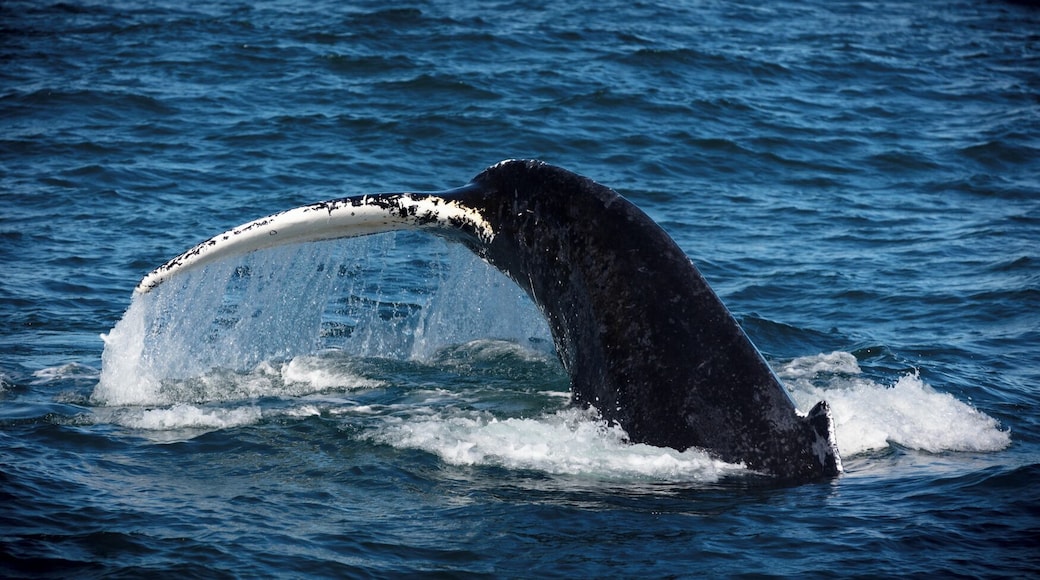 The next day we went whale watching. I have been whale watching 4 times in my life. All 4 times The best we saw was a hump a mile or two away. Here, even though we were weeks after the season had ended and the whale should have been heading south, we saw about 14 whales. Some of them came within feet of the boat. One even turned over and watched us watching her. It was a great experience and one I would highly recommend.