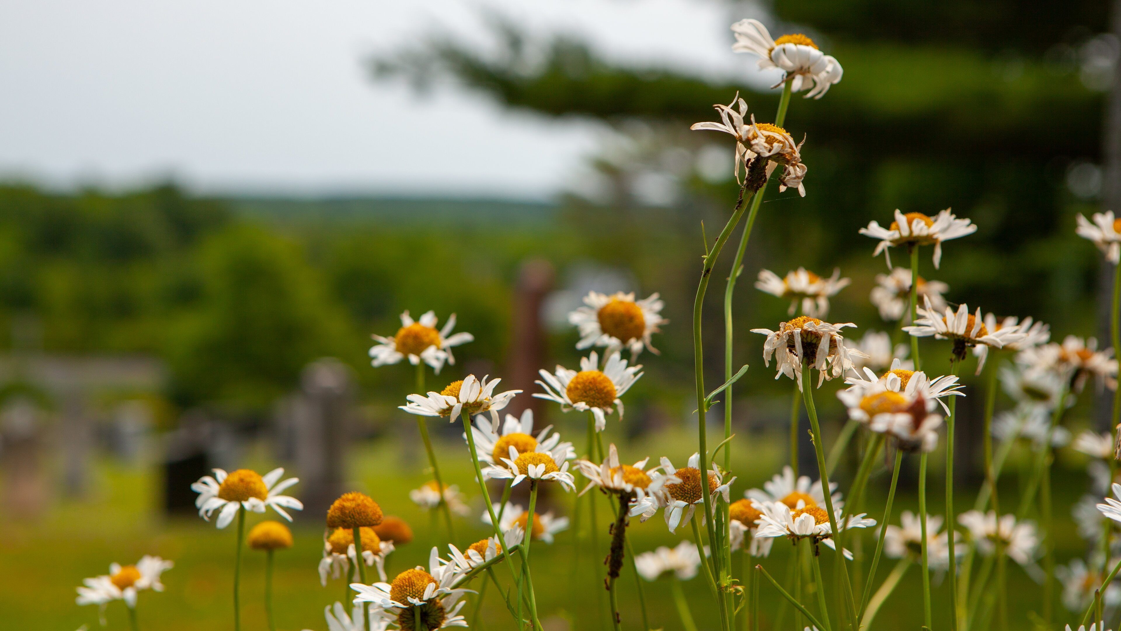 Enfield featuring wildflowers