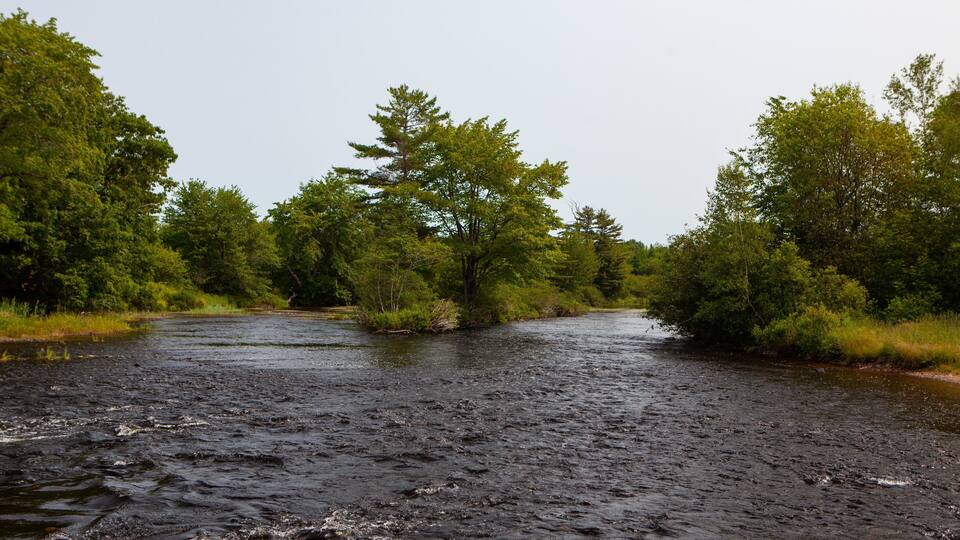 A river flowing through a forested area with dense trees on both sides.