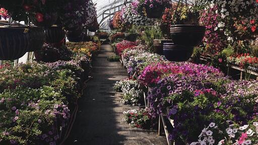 Summer 2016
Sunny Sunday drive along the south shore. We stopped to look at antiques, flowers and ice cream while enjoying the sun
**Shot by me
#flowers #summer #novascotia #photography