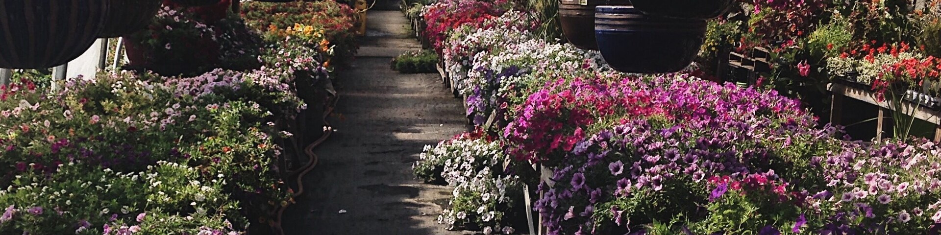 Summer 2016
Sunny Sunday drive along the south shore. We stopped to look at antiques, flowers and ice cream while enjoying the sun
**Shot by me
#flowers #summer #novascotia #photography