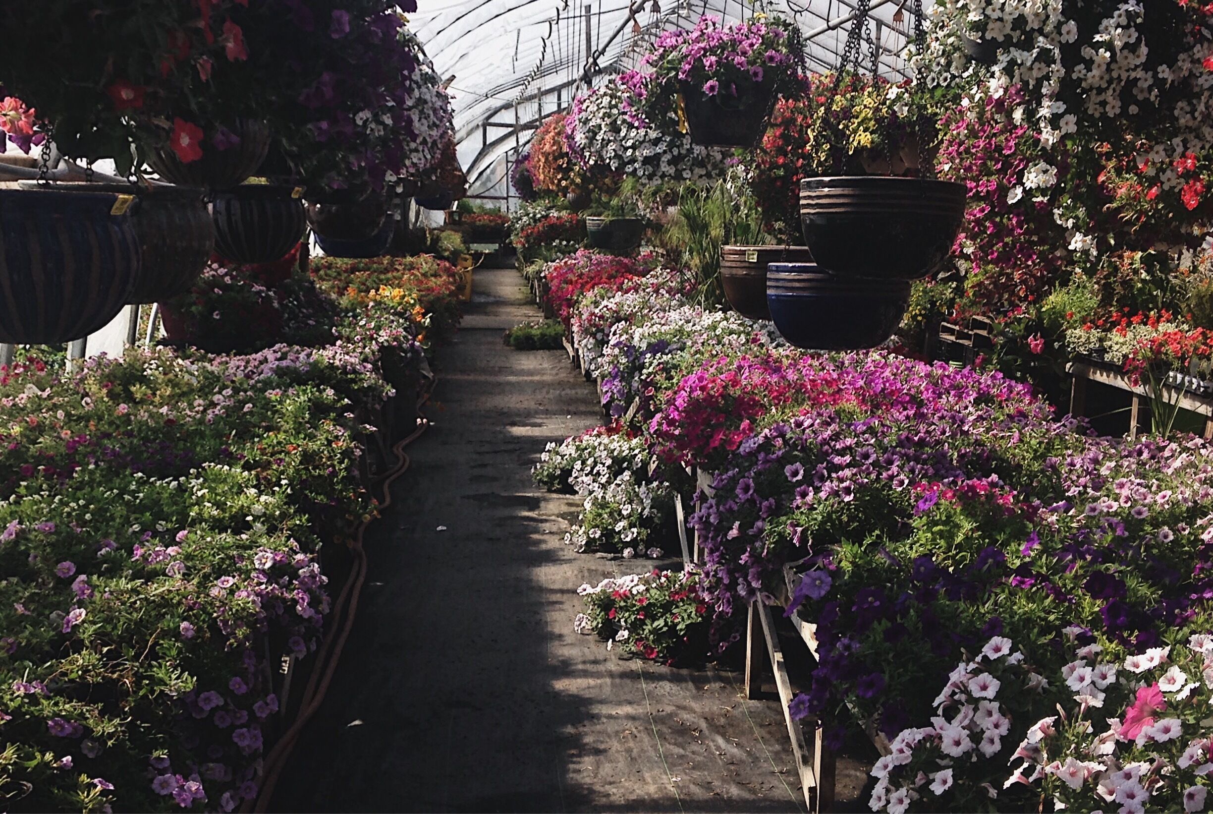 A greenhouse filled with various potted plants and flowers.
