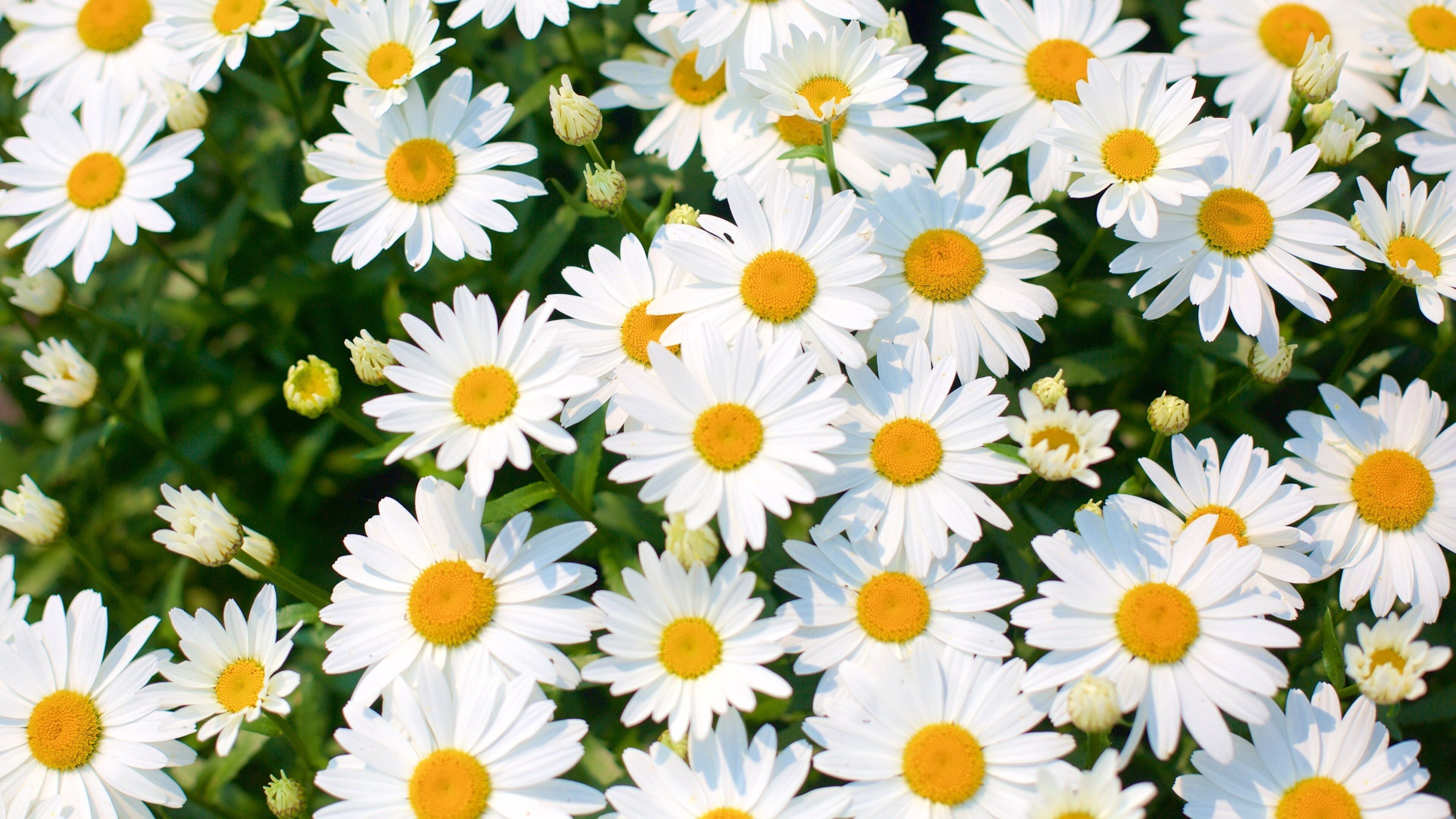 Don Mills showing a park and flowers